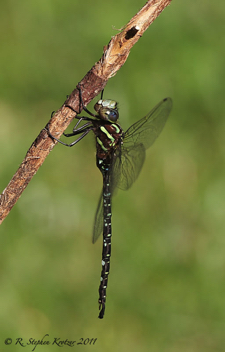 Aeshna umbrosa, male